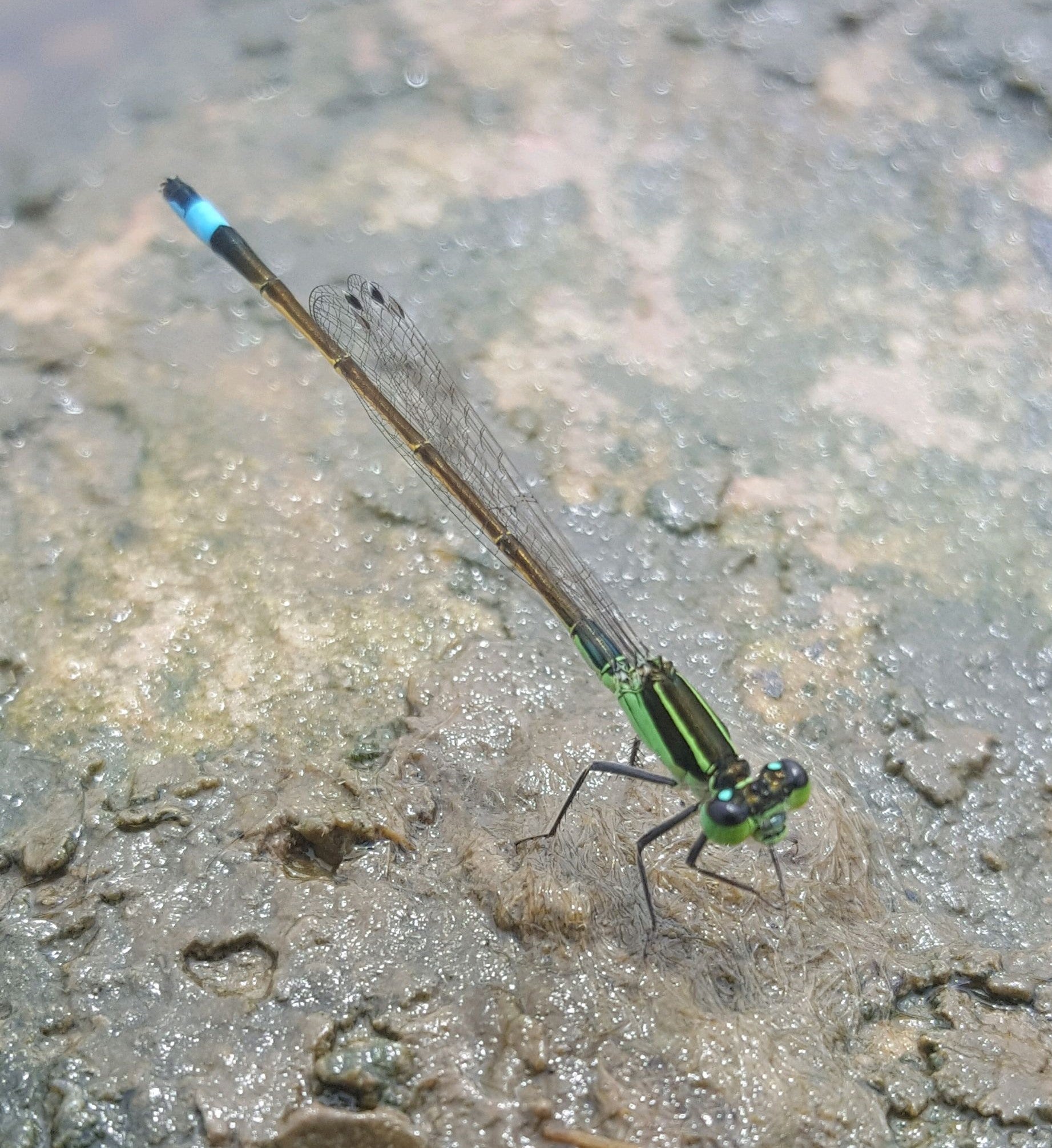 Rambur’s Forktail damselfly on a rock 